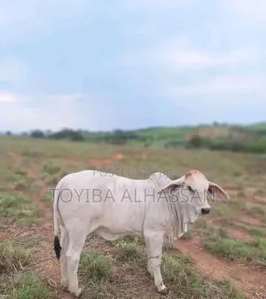Cows for Sale