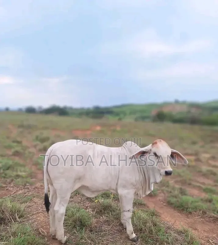 Cows for Sale