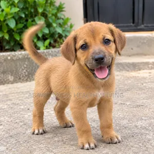 1-3 months Male Mixed Breed Mongrel (No Breed)