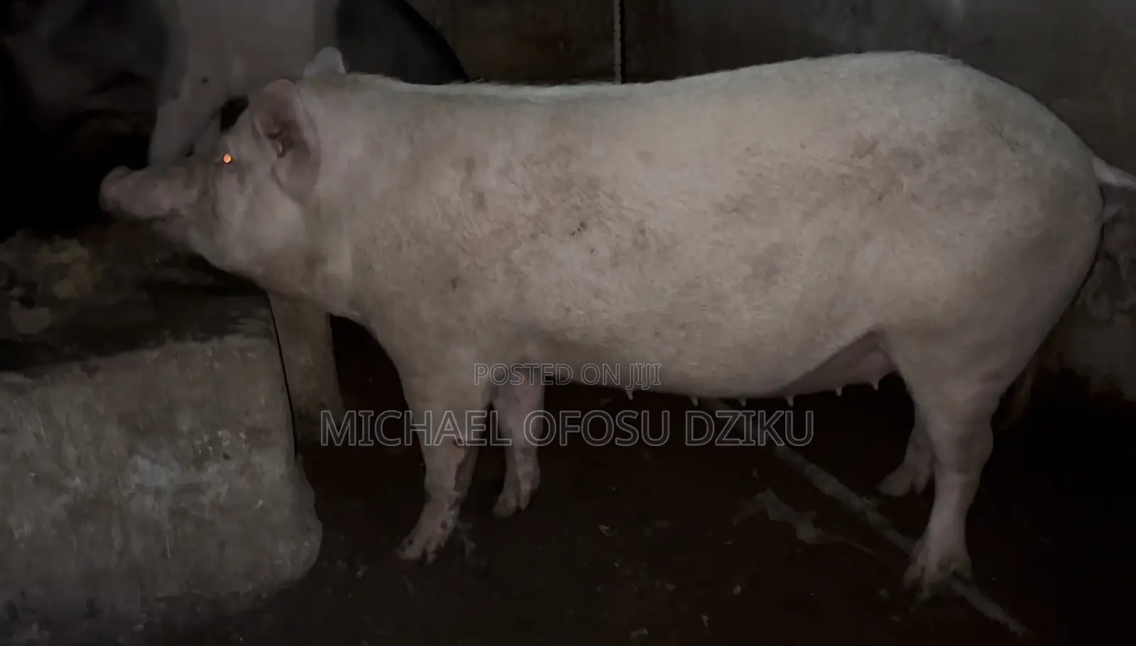 Pigs for Sale