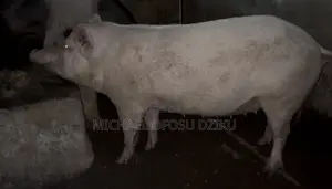 Pigs for Sale