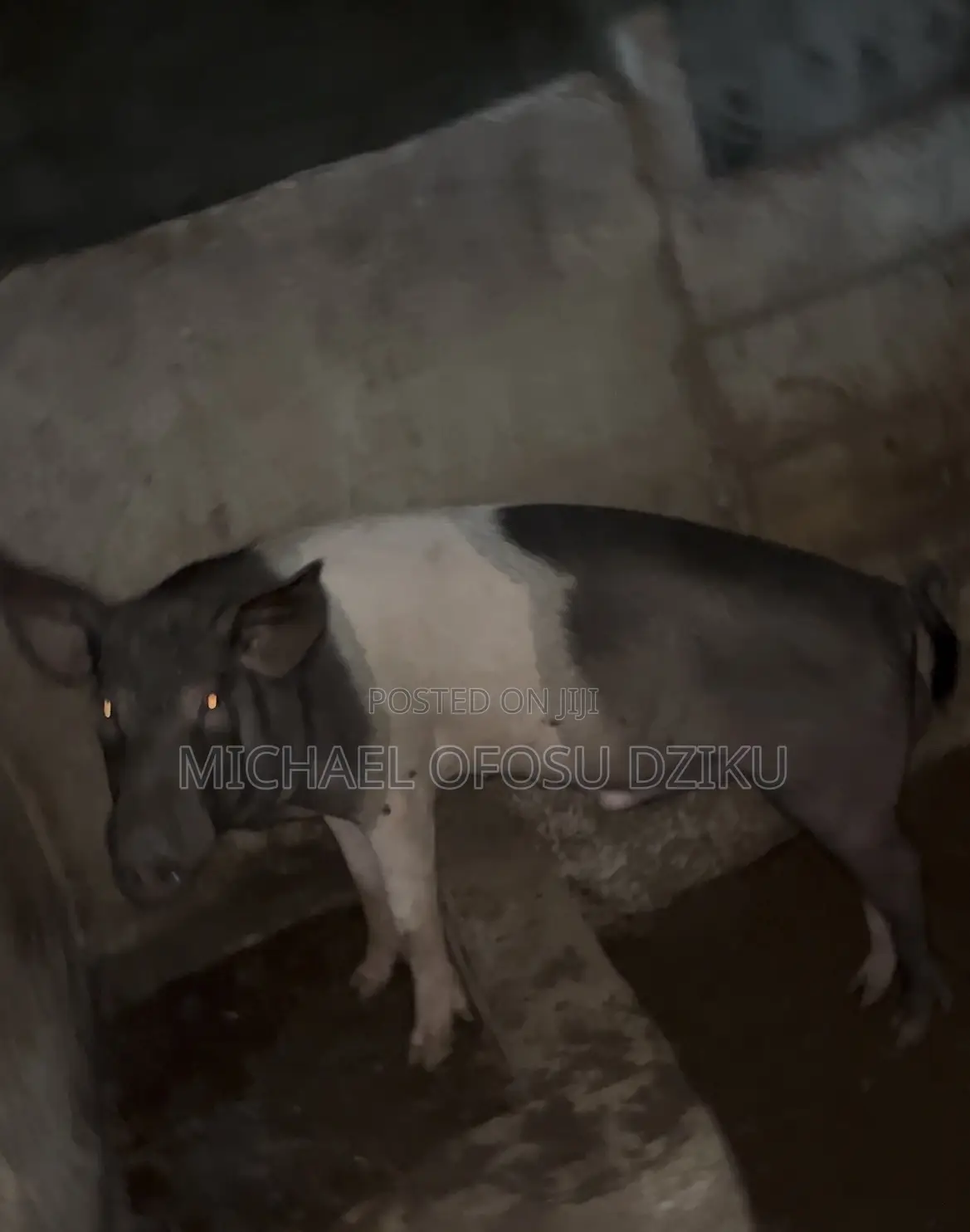 Pigs for Sale