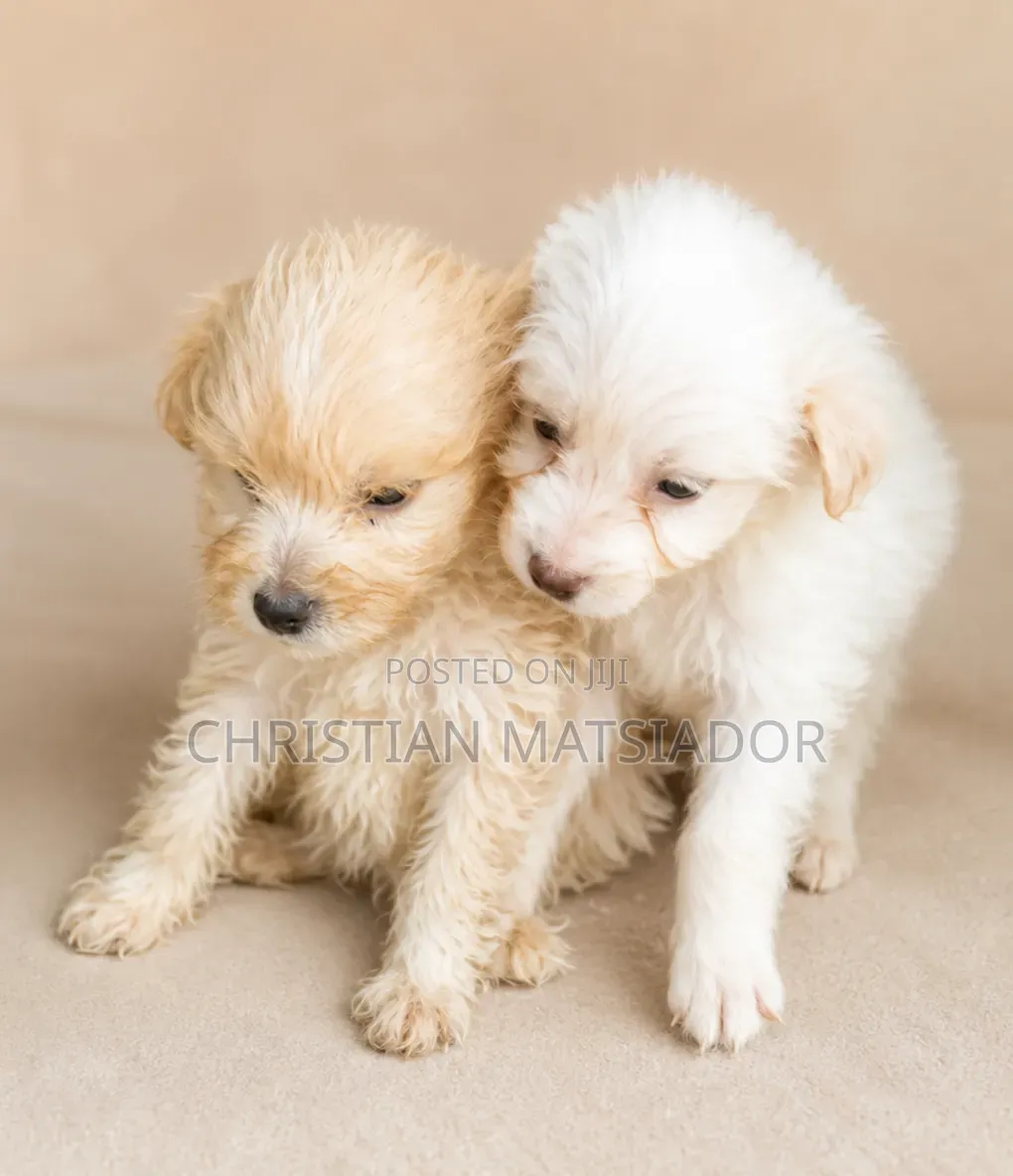 1-3 months Male Purebred Poodle