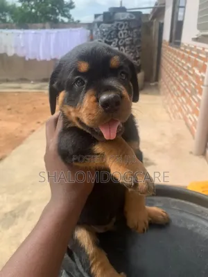 1-3 months Male Purebred Rottweiler