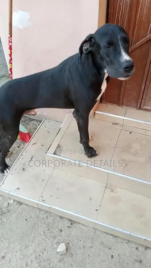 6-12 months Male Purebred Great Dane