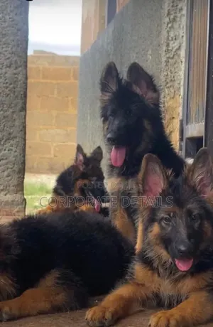 1-3 months Male Purebred German Shepherd