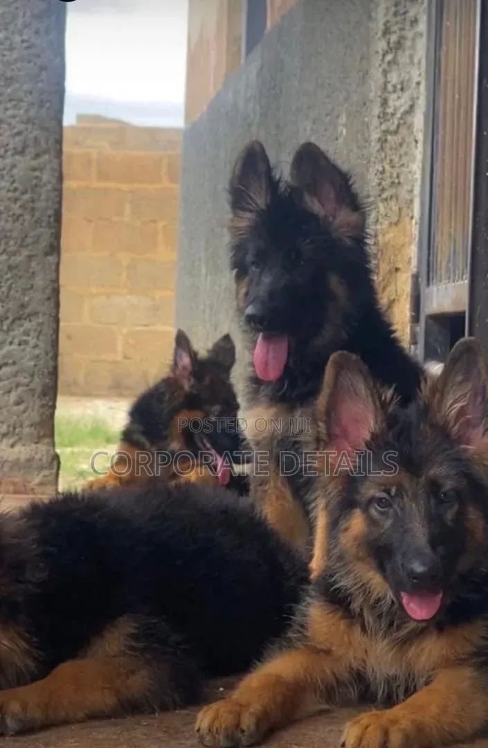 1-3 months Male Purebred German Shepherd