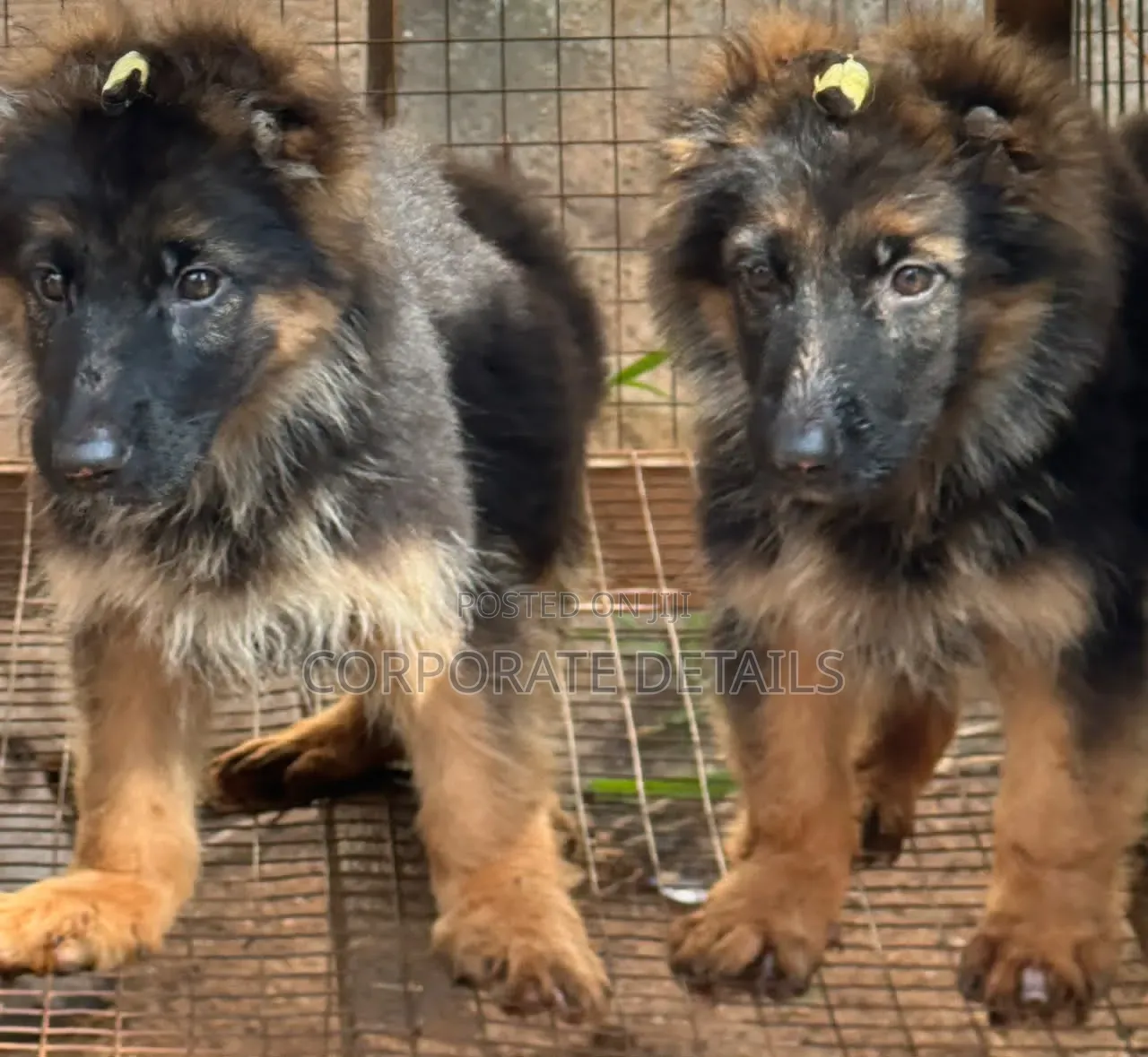 1-3 months Male Purebred German Shepherd