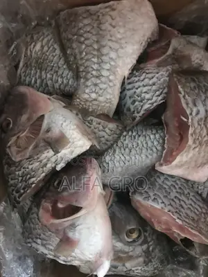 Tilapia(Wild)
