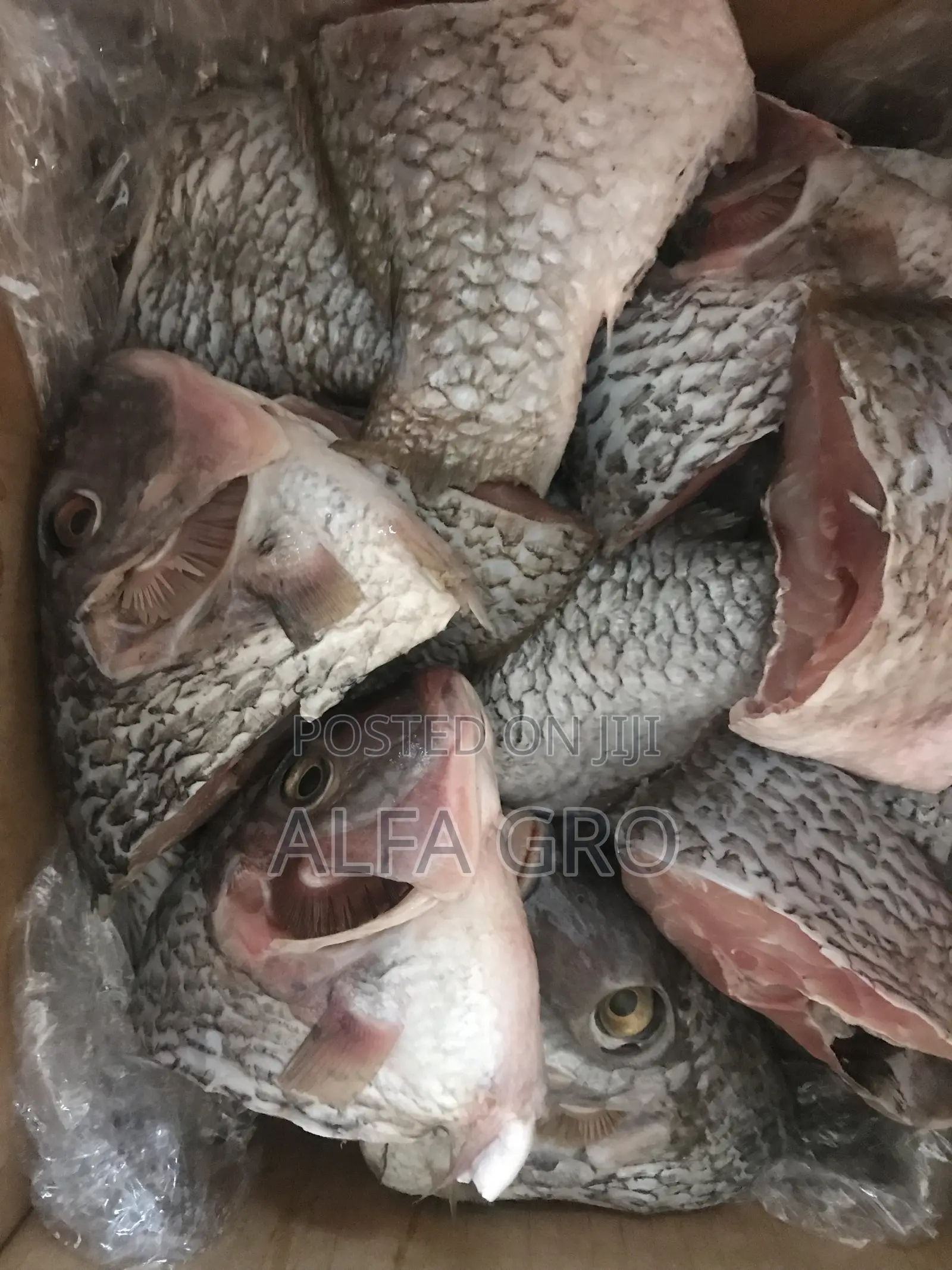 Tilapia(Wild)