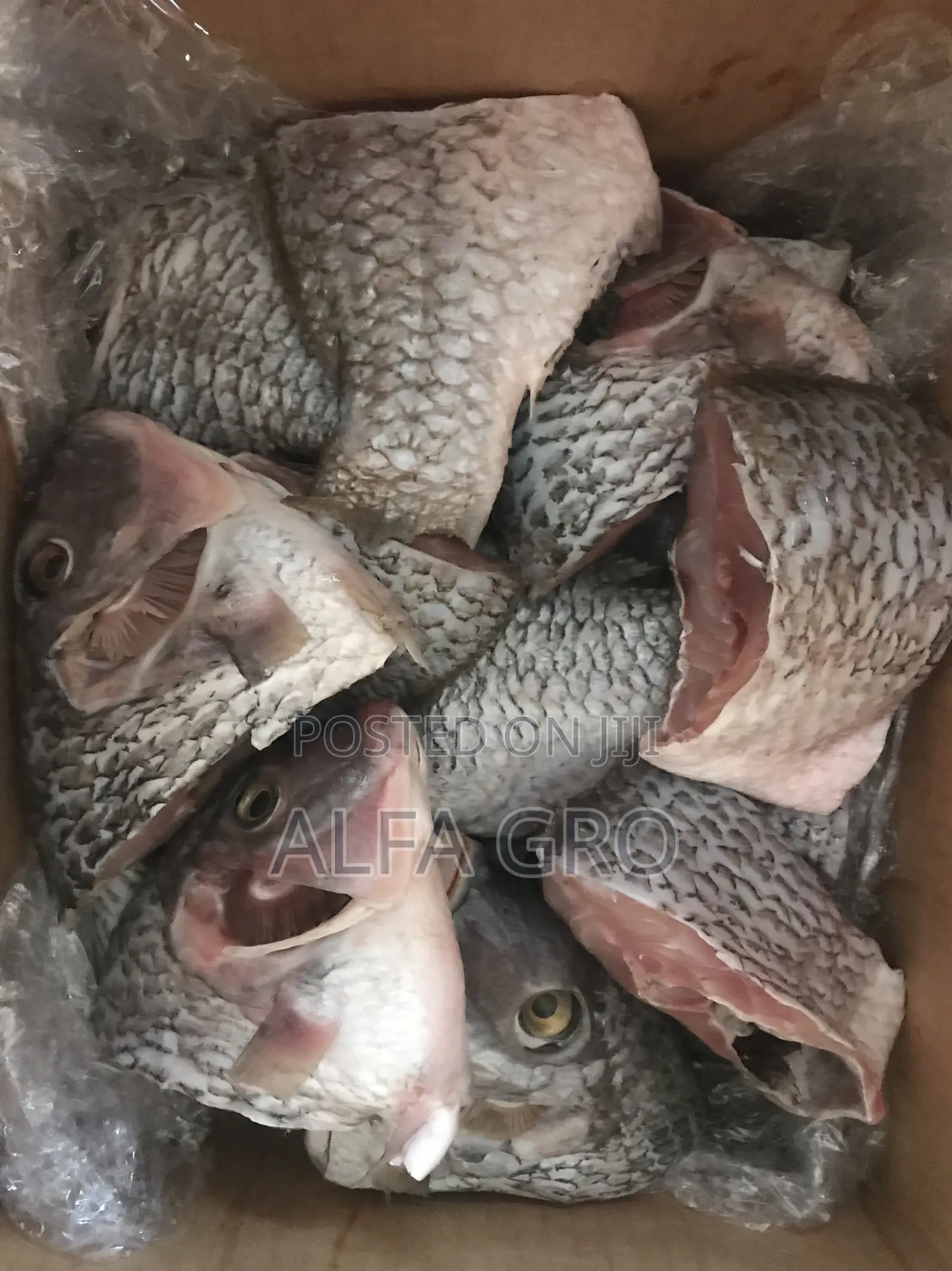 Tilapia(Wild)