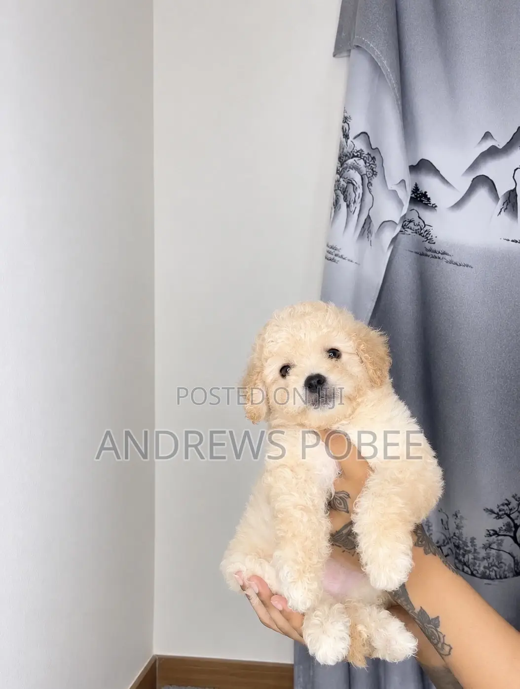 1-3 months Male Purebred Maltipoo