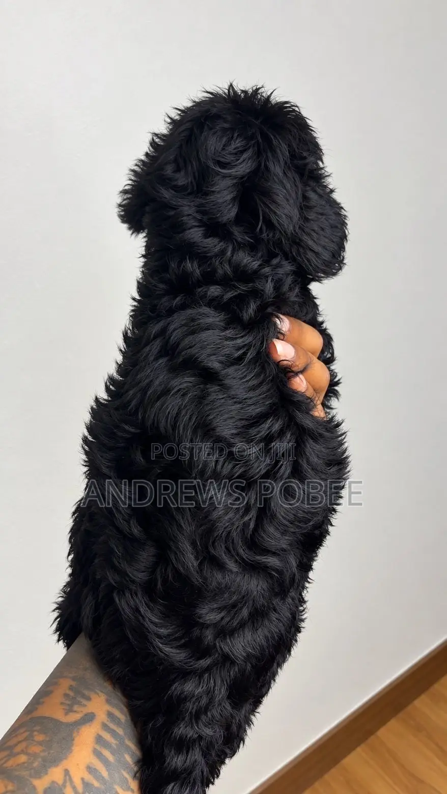 1-3 months Male Purebred Maltipoo