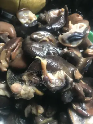 Snail Meat
