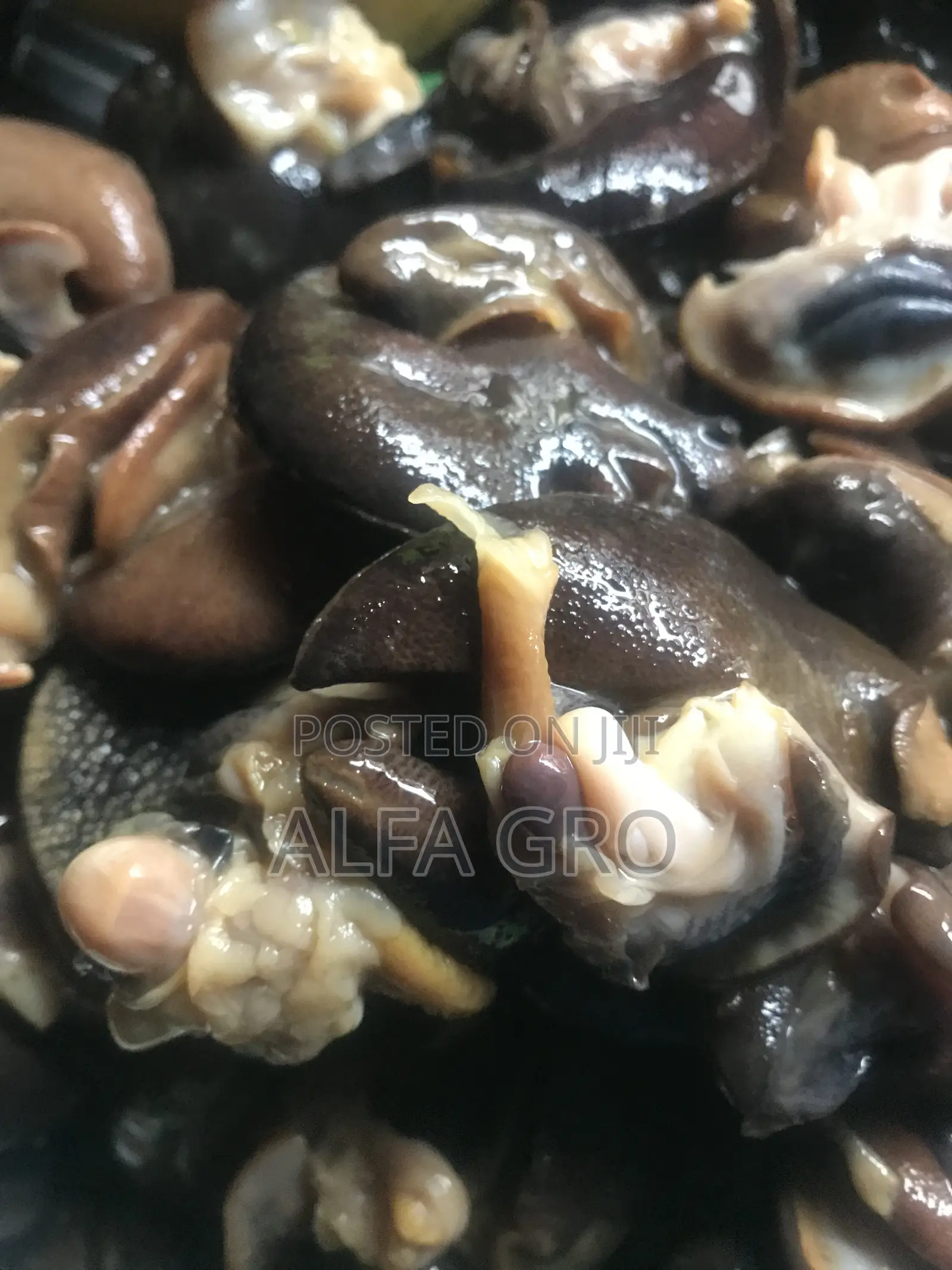 Snail Meat