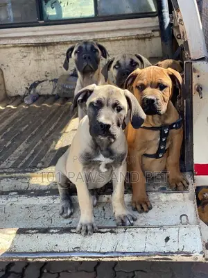 1-3 months Female Purebred Boerboel