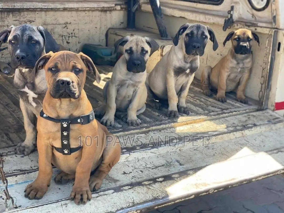 1-3 months Female Purebred Boerboel