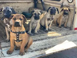 1-3 months Female Purebred Boerboel