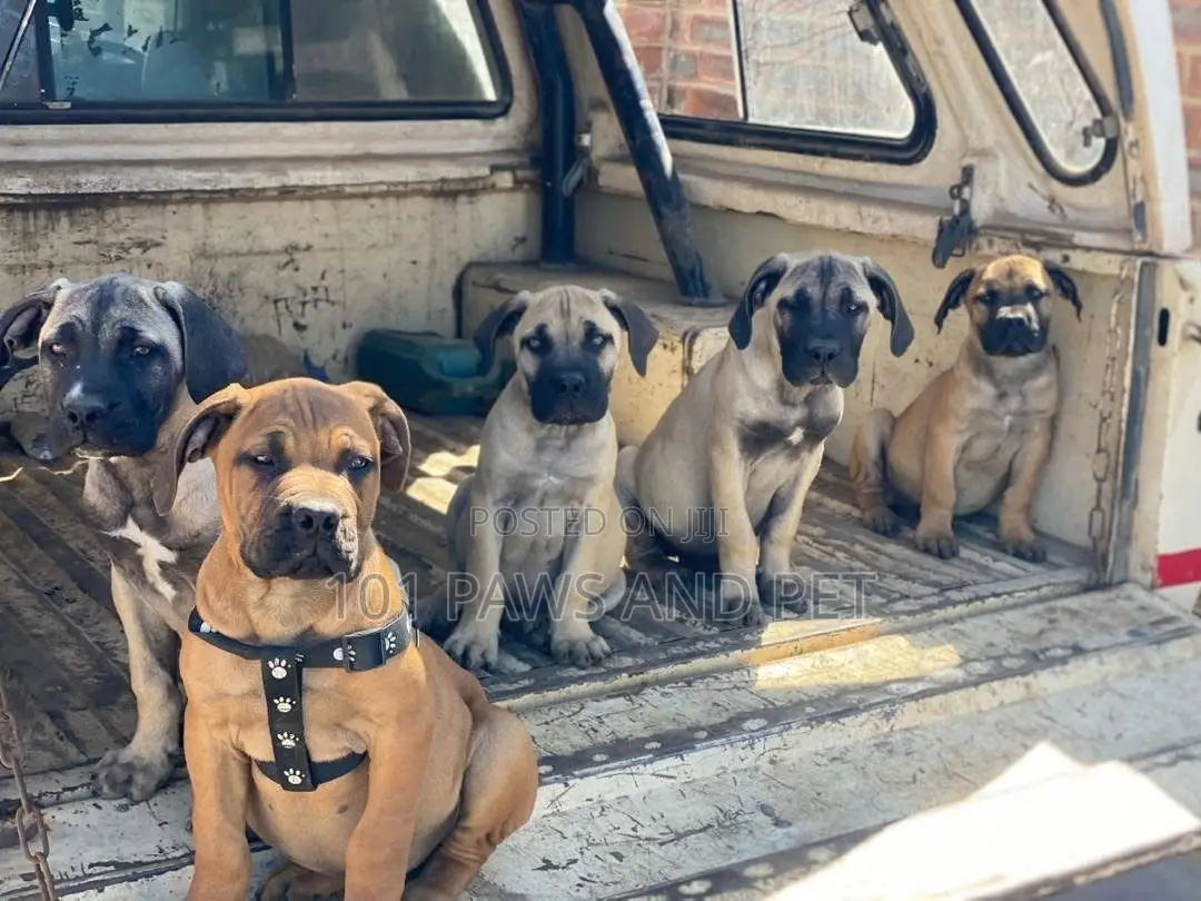 1-3 months Female Purebred Boerboel