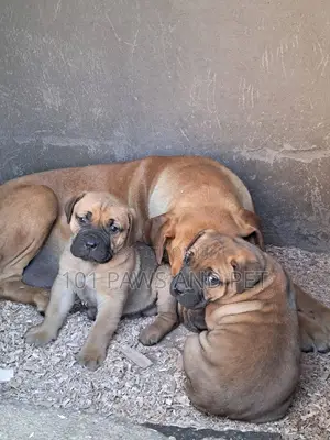 1-3 months Male Purebred Boerboel