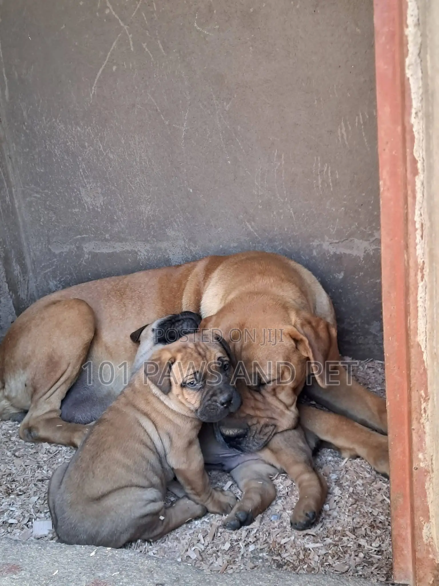 1-3 months Male Purebred Boerboel