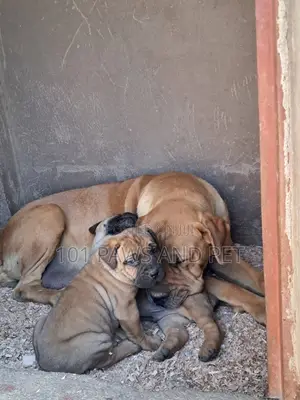 1-3 months Male Purebred Boerboel