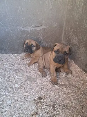 1-3 months Male Purebred Boerboel