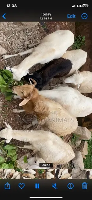Nasarah Animals