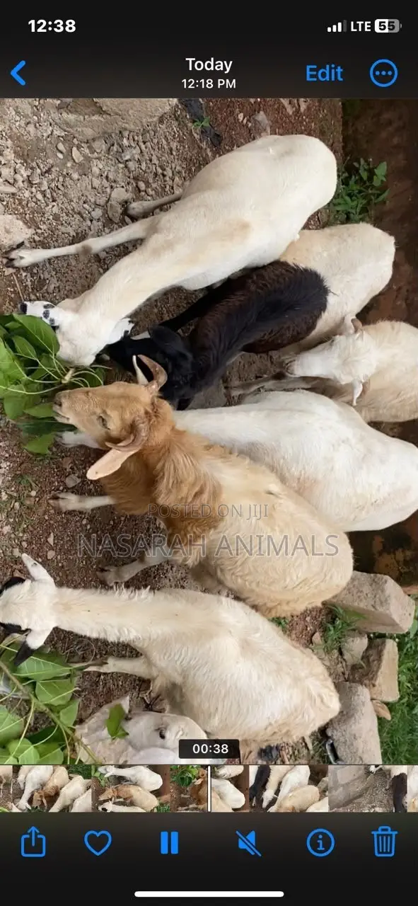 Nasarah Animals