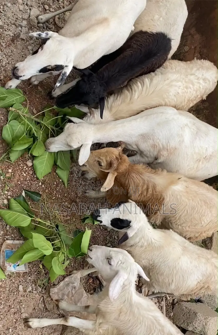 Nasarah Animals