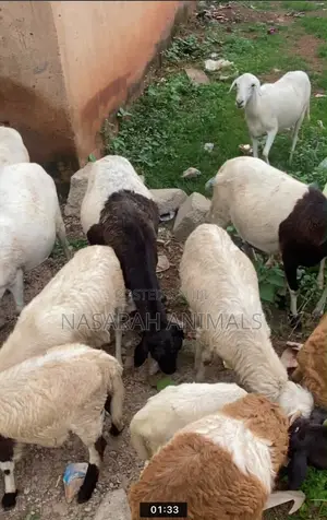Nasarah Animals