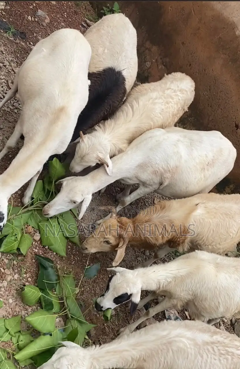 Nasarah Animals