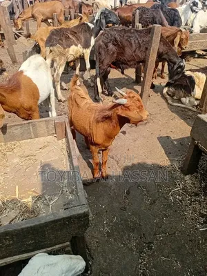 Goat and Sheeps
