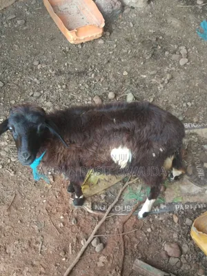 The Animals Seller