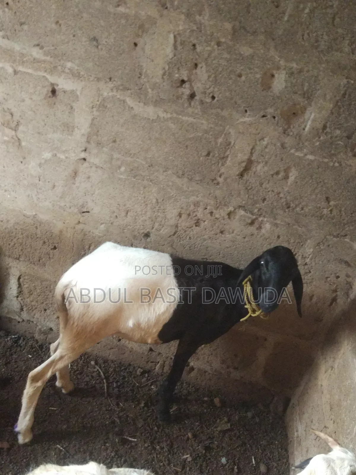 The Animals Seller
