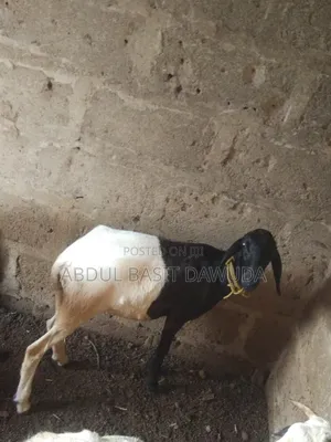 The Animals Seller