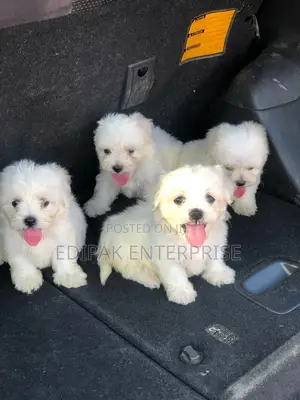 1-3 months Female Purebred Maltese