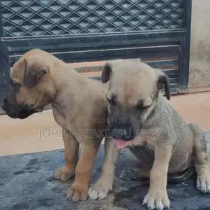 1-3 months Male Purebred Boerboel
