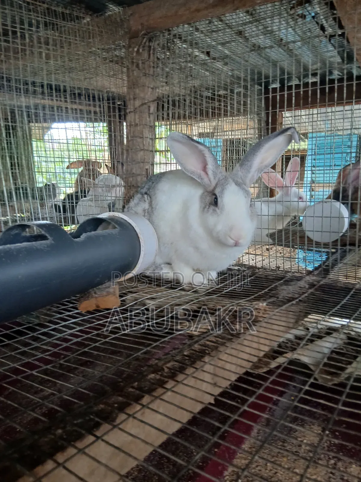 Gigantic Rabbits for Sale!!