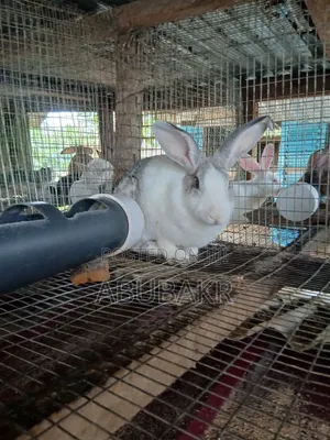 Gigantic Rabbits for Sale!!