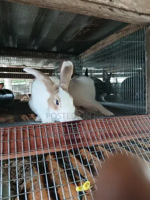 Gigantic Rabbits for Sale!!