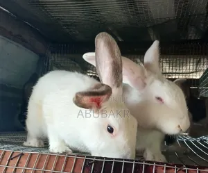 Gigantic Rabbits for Sale!!