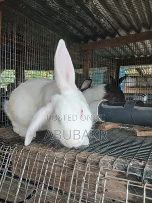 Gigantic Rabbits for Sale!!