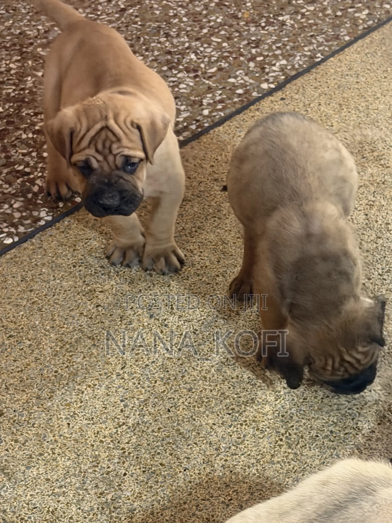 0-1 month Male Purebred Mastiff