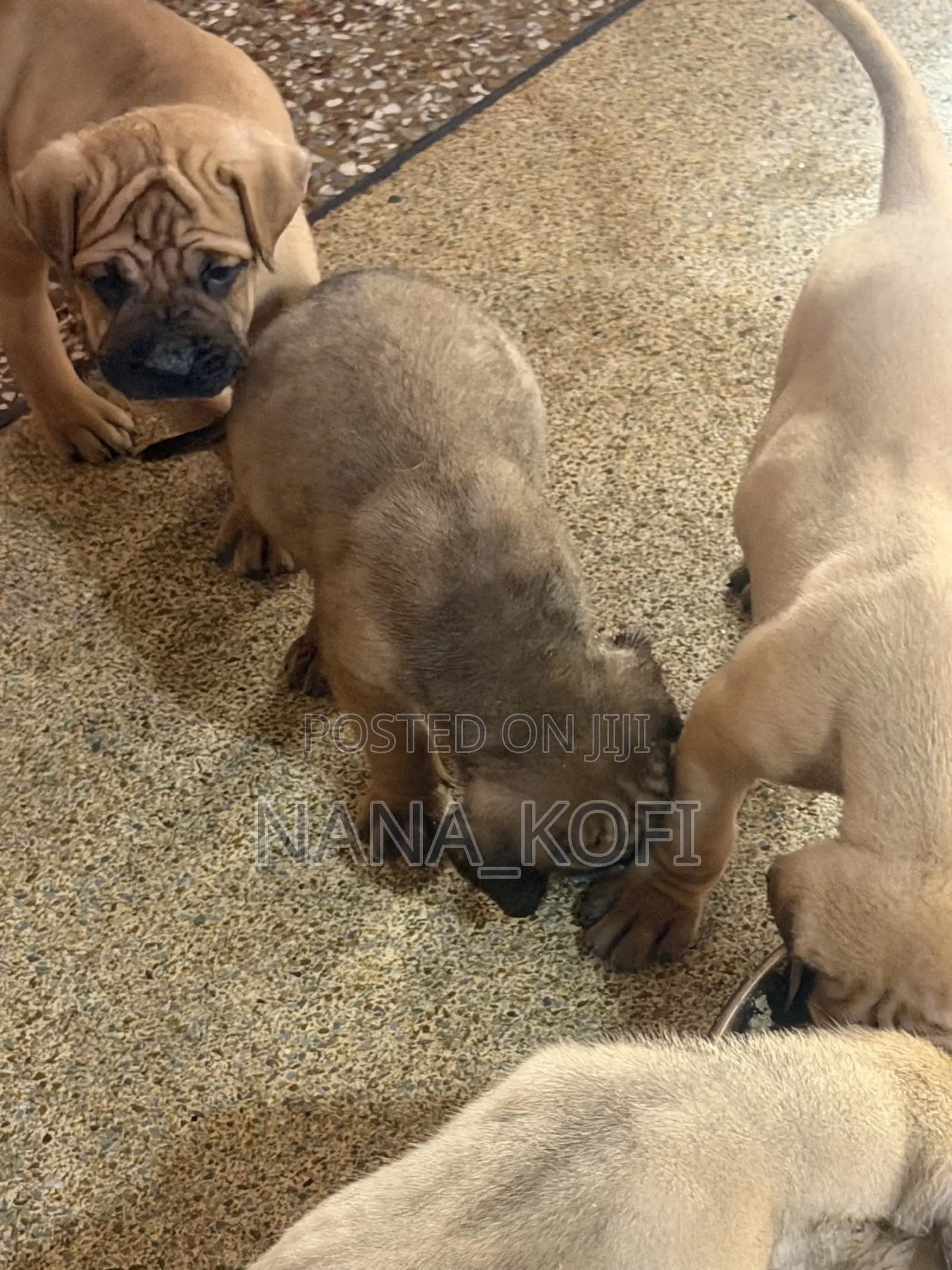 0-1 month Male Purebred Mastiff