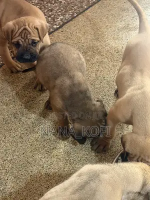 0-1 month Male Purebred Mastiff