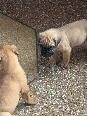 0-1 month Male Purebred Mastiff