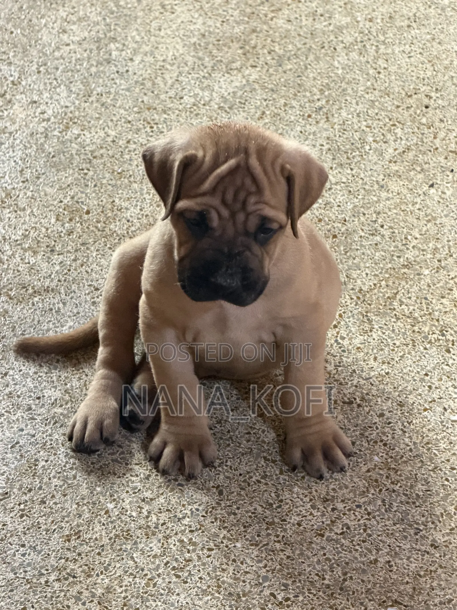 0-1 month Male Purebred Mastiff