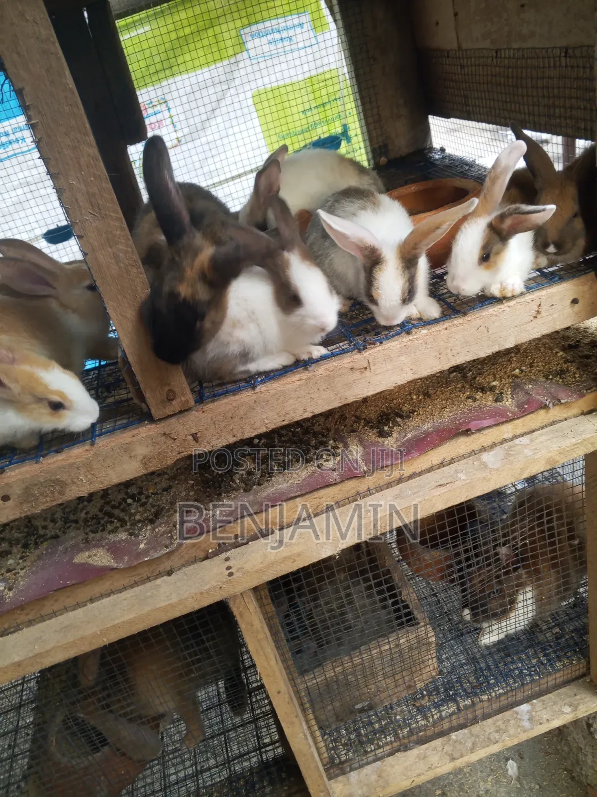 Sasso and Ducks for Sale