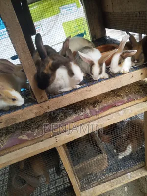 Sasso and Ducks for Sale
